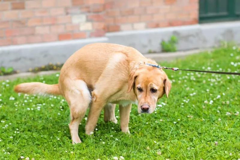 My Dog Has Blood in Their Poop: What Should I Do?