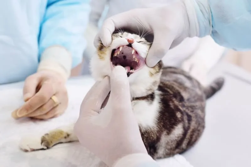 Fractured Teeth in Cats