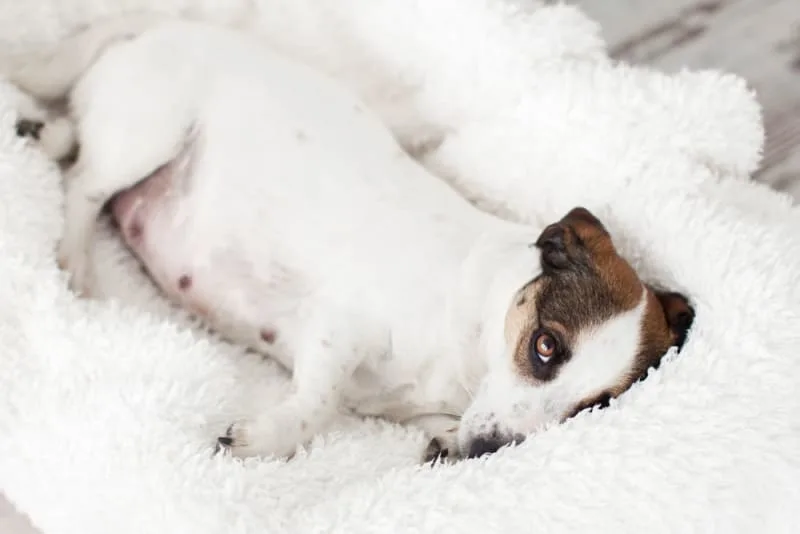 C-Section for Dogs