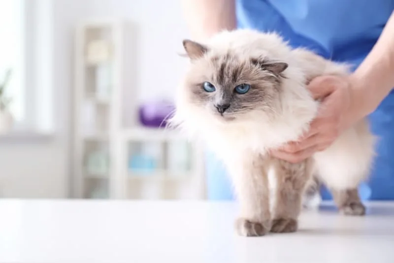 What is the FVRCP cat vaccine?