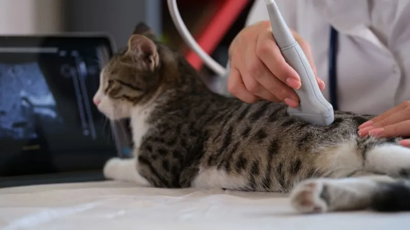 Ultrasound Examination in Cats