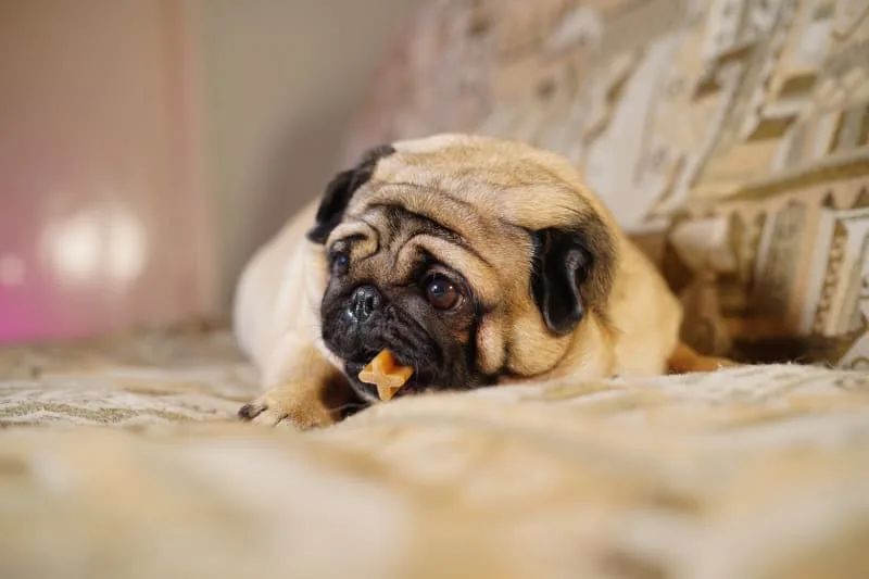Do Dental Chews Really Work for Dogs?