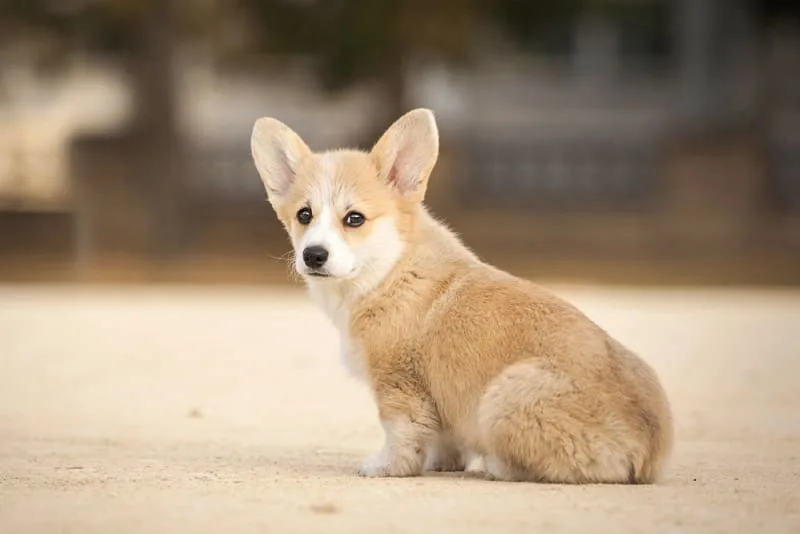 Rabies in Dogs - What You Need to Know
