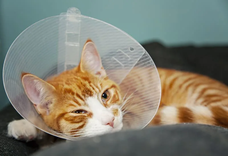 How To Care For Your Pet After Surgery