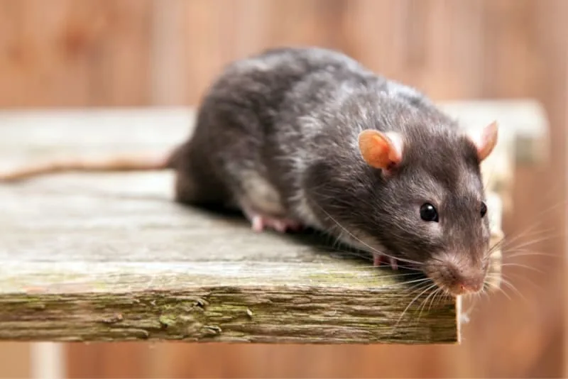 Owning a Pet Rat: Why You Should Consider Getting One!
