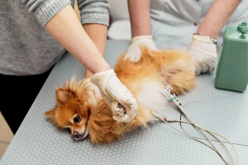 ECG for Cats & Dogs