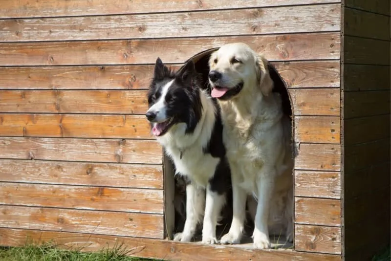 What Is Medical Pet Boarding?