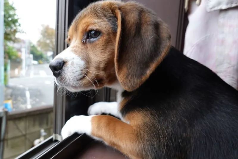 Leaving a Puppy Alone at Home For the First Time: How to Prepare