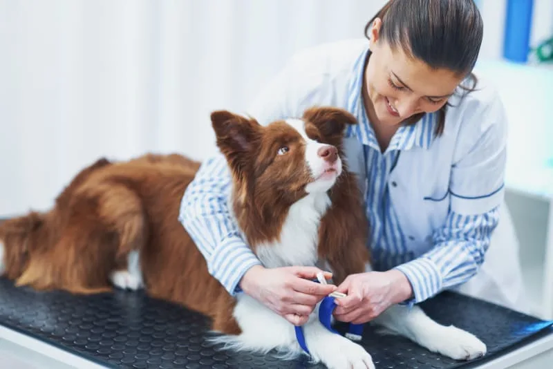 Why Blood Tests For Dogs Are Important