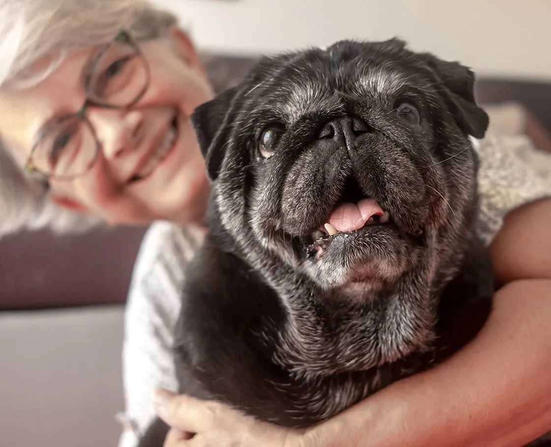 Old black purebred Pug being hugged by his female senior caretaker