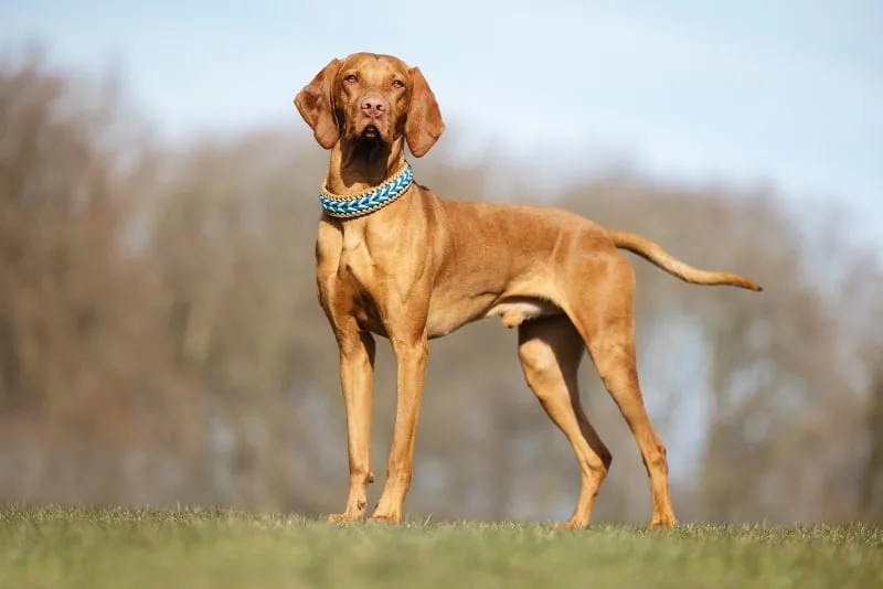 Babesiosis in Dogs