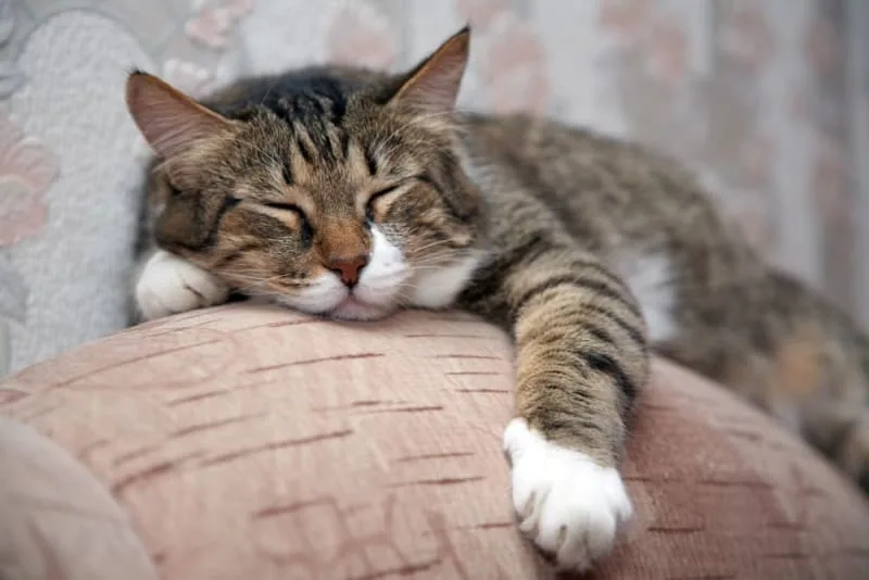 Old Cats – Caring for Senior Cats