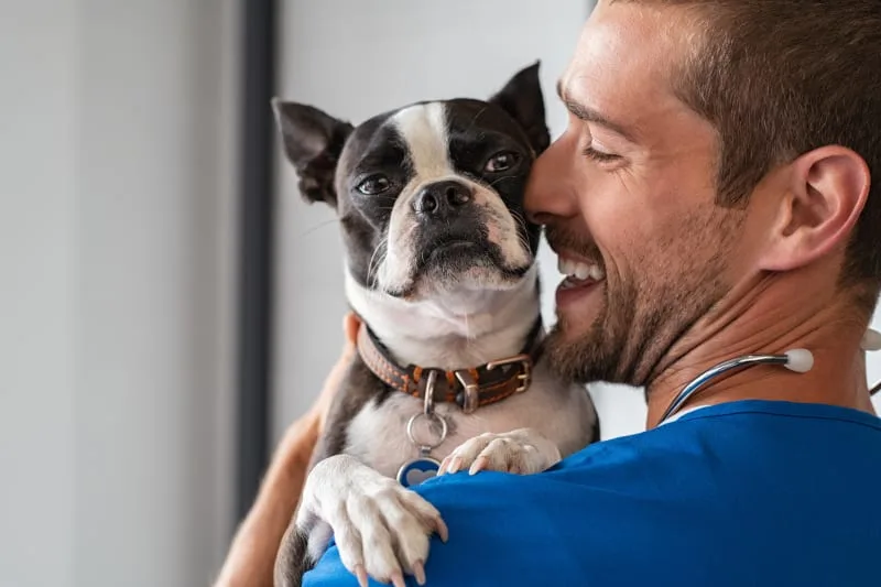 The Qualifications You Should Look For in a Vet