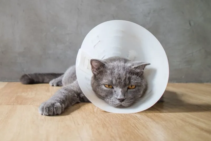 FHO Surgery in Cats