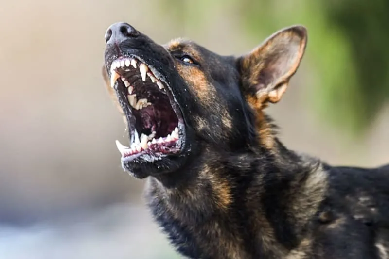 Rabies in Dogs