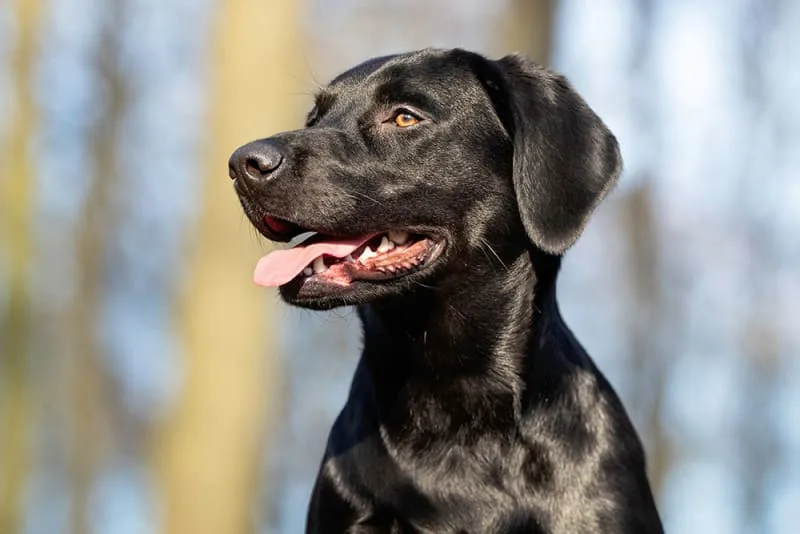Pet Acupuncture & The Conditions It Can Treat