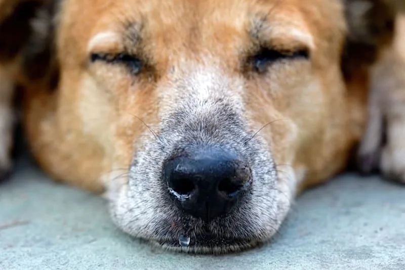 Senior Dog Nose Dripping: Causes, Care & Comfort