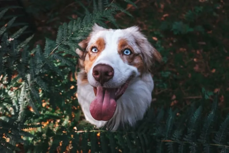 Cataract Surgery for Dogs - What to Expect