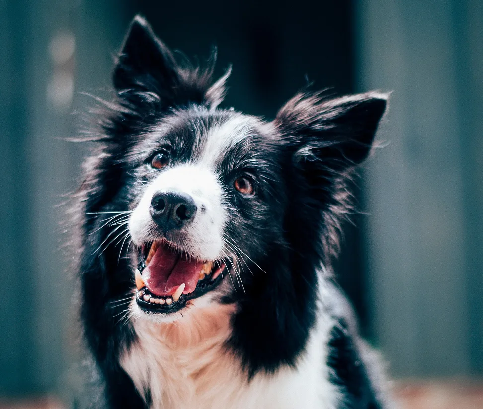 Smiling black and white Border Collie with ears up, tongue out