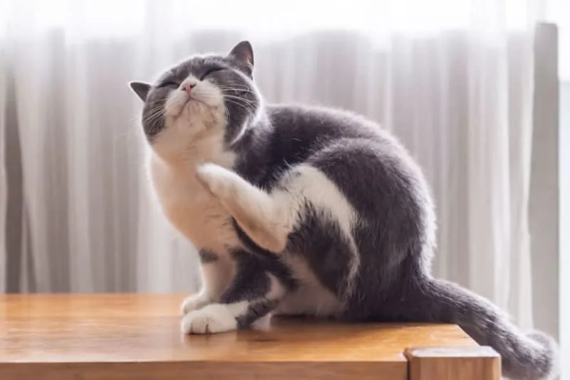 Cat Skin Allergies
