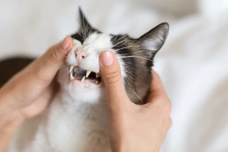 Common Cat Dental Problems