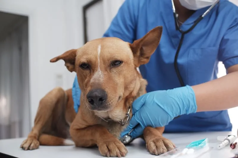 How Often Do You Take a Dog to the Vet?