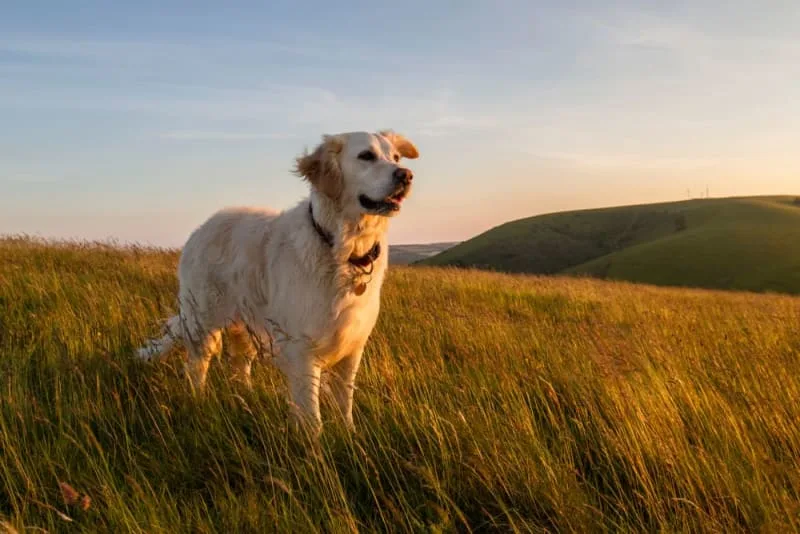 A Pet Parent's Guide to Babesiosis in Dogs