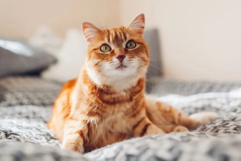 Can cat diabetes cause blindness?