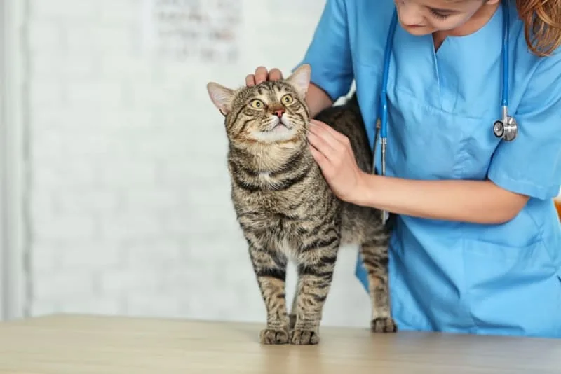 Can Acupuncture Help My Pet Feel Better?