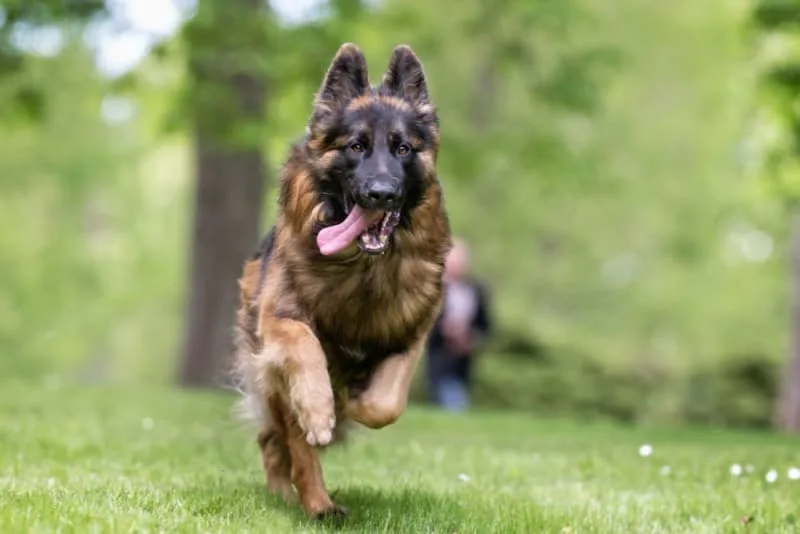 TTA Surgery for Dogs With Cruciate Ligament Rupture