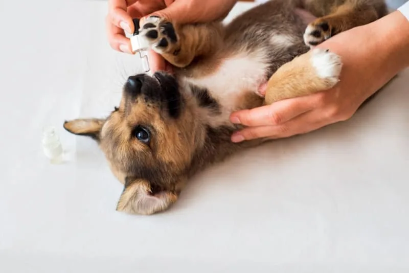 Should I get my dog vaccinated? Why do it and when to do it