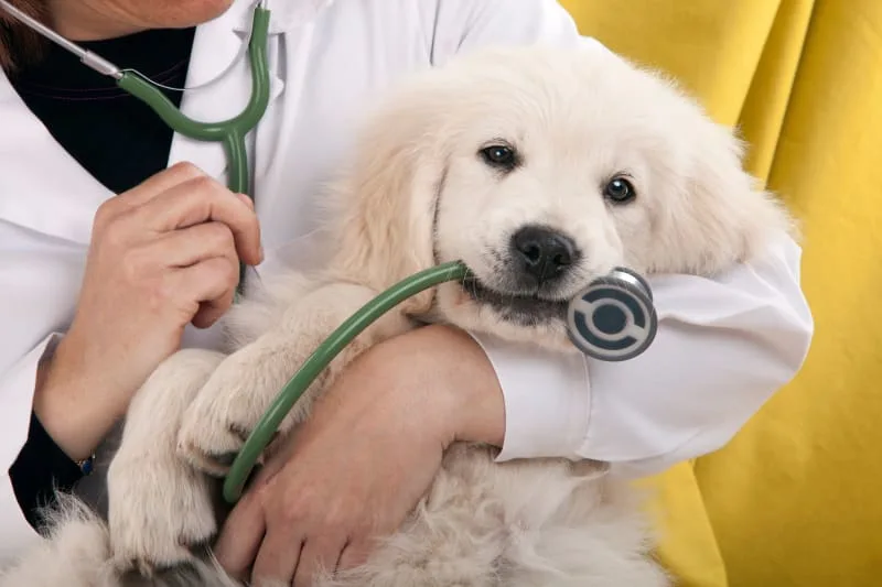 How Often Should My Dog Go To The Vet