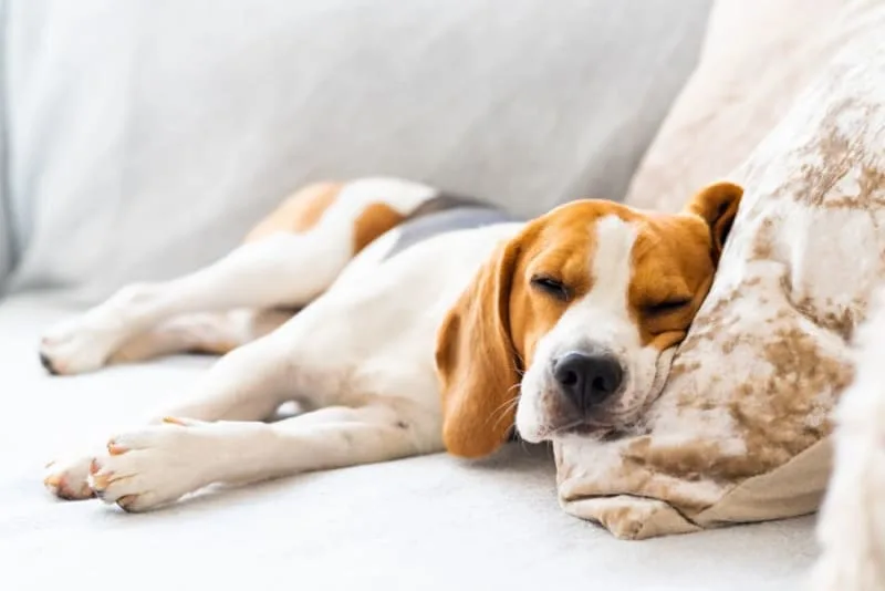 Babesiosis In Dogs