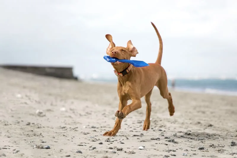 Parasite Control For Dogs - Why It's Important For Your Pup