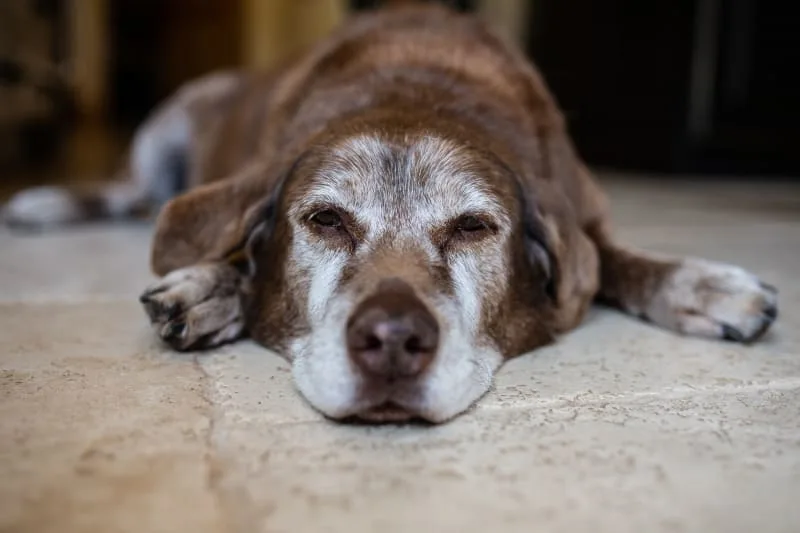Hookworm In Dogs