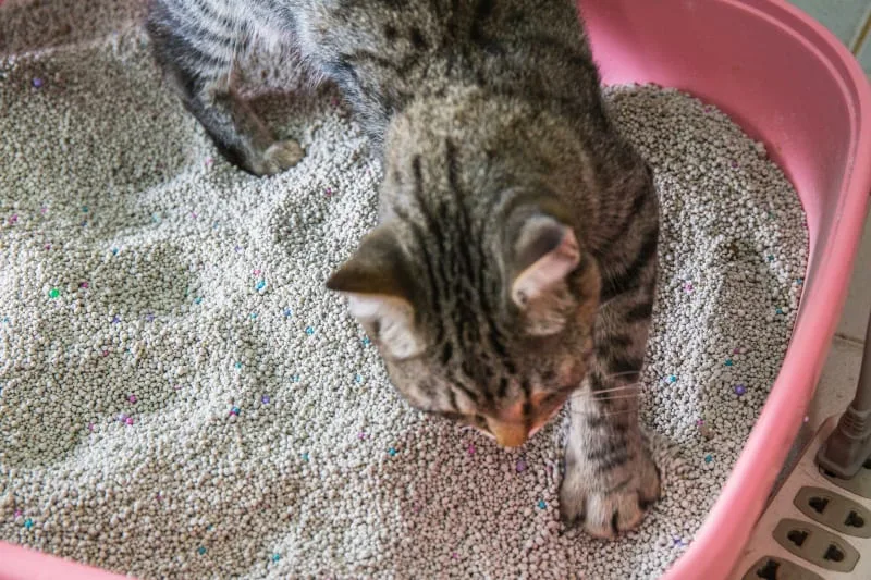 Cat Urinary Tract Infections and Diseases: Symptoms, Treatment & Recovery