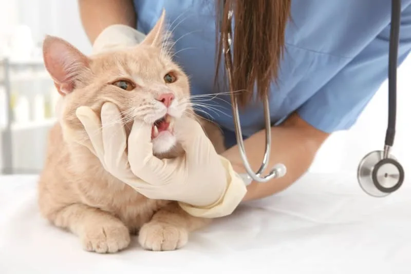 Common Cat Teeth Problems