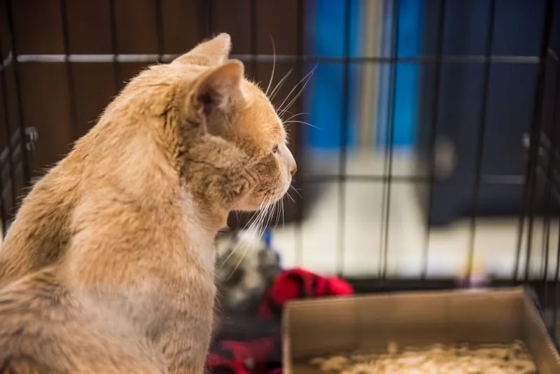 What Is PU Surgery for Cats?