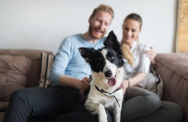 6 Things You Can Do to Keep Your Dog Healthy