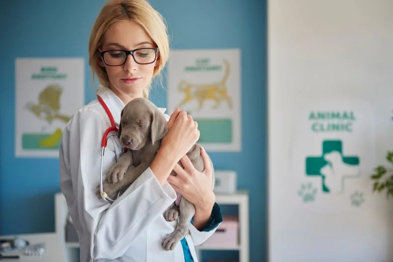 Puppy’s First Vet Visit: Checklist & What to Expect