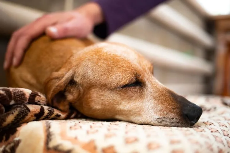 Pet Euthanasia: Understanding the Process & Making Informed Decisions