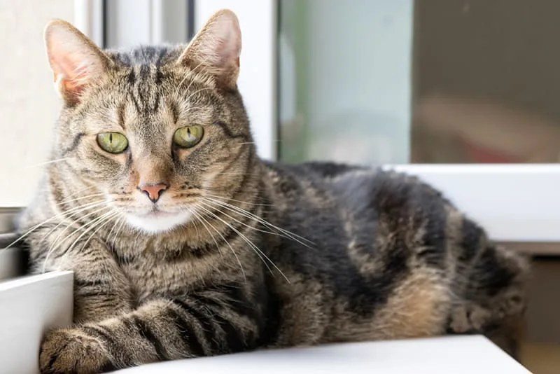 What to Know About Cat Vaccinations