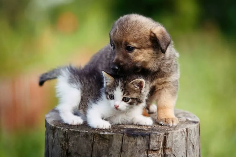 Puppy & Kitten: Are They a Good Match?