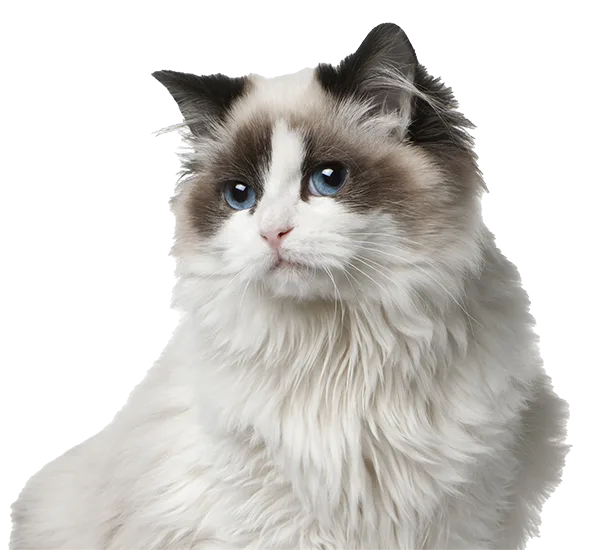 Fluffy Ragdoll cat with blue eyes