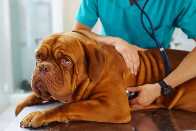 Thyroid Hormone Testing in Dogs