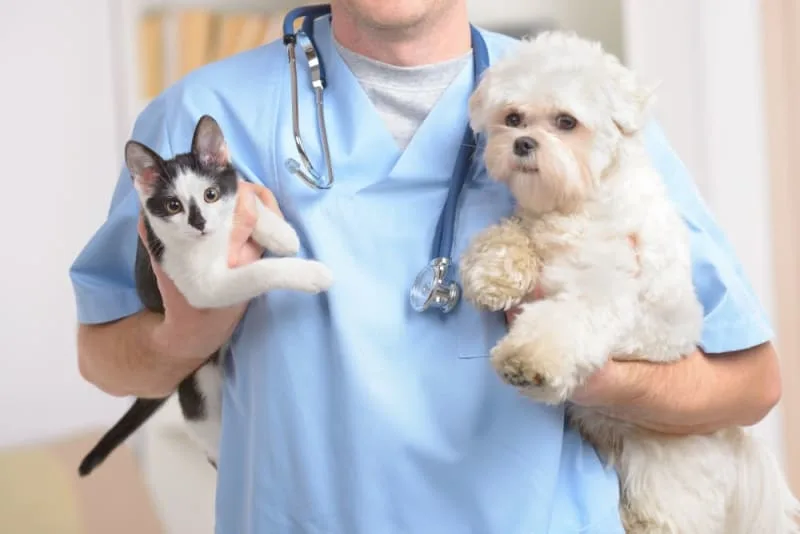 Routine Vet Exams: Why Regular Veterinary Checkups Are Important