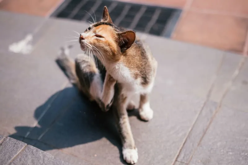 Ear Mites in Cats: Causes, Treatment & Prevention