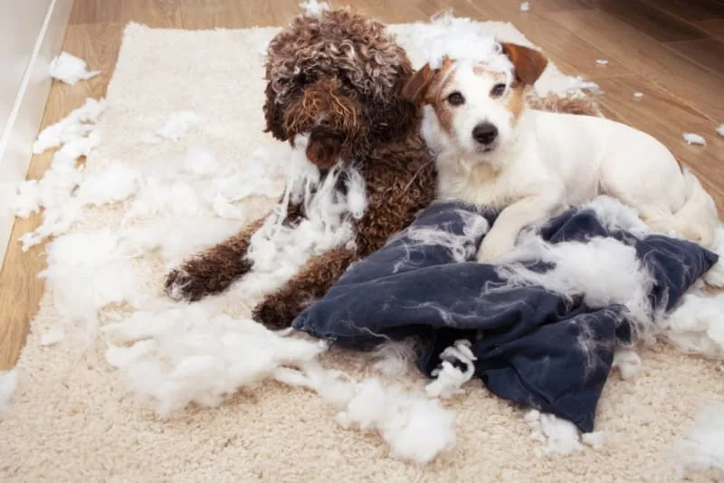 Dog Chewing Problems: Why They Chew & How To Stop Them