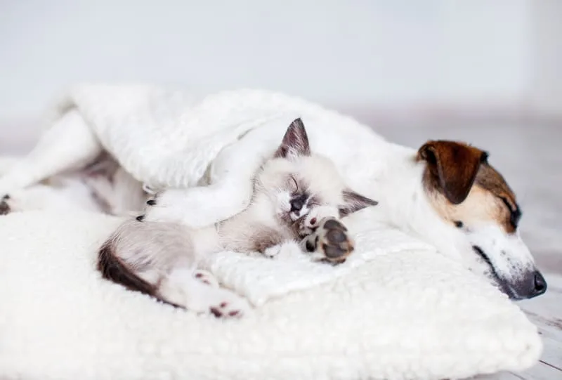 Making the Most of Your Pet's Exam