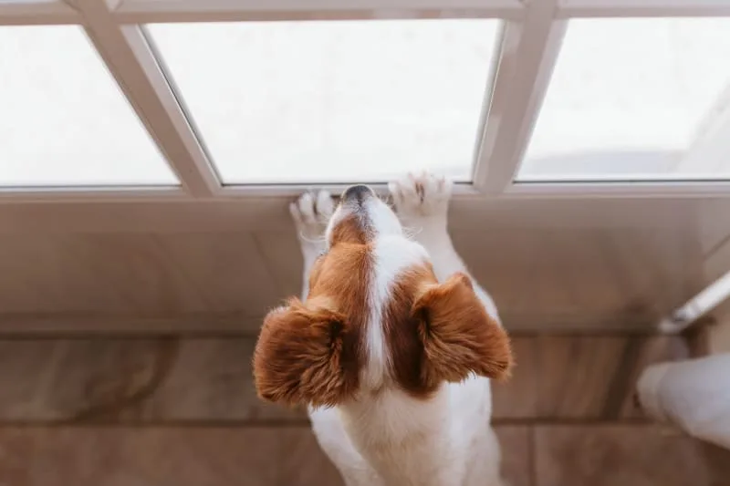 How Long A Dog Can Be Left Home Alone
